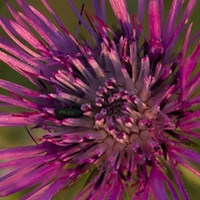 Milk Thistle Seed