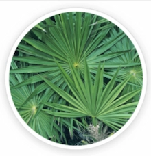 Saw Palmetto